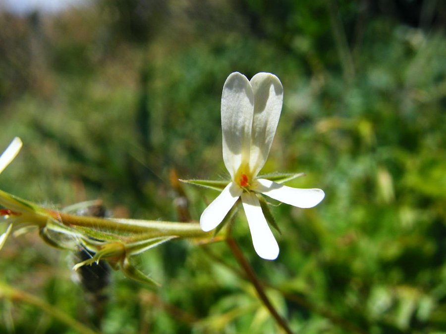 Pelargonium elongatum