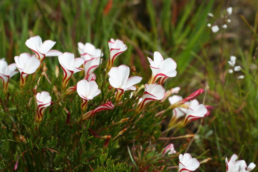 Oxalis versicolor