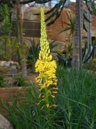 Bulbine alooides