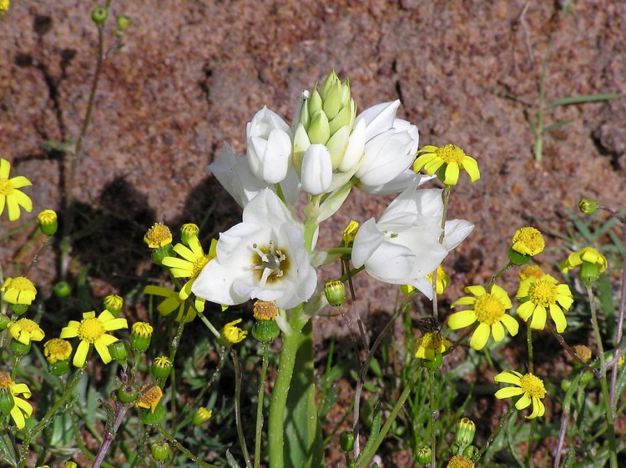 Chincherinchee