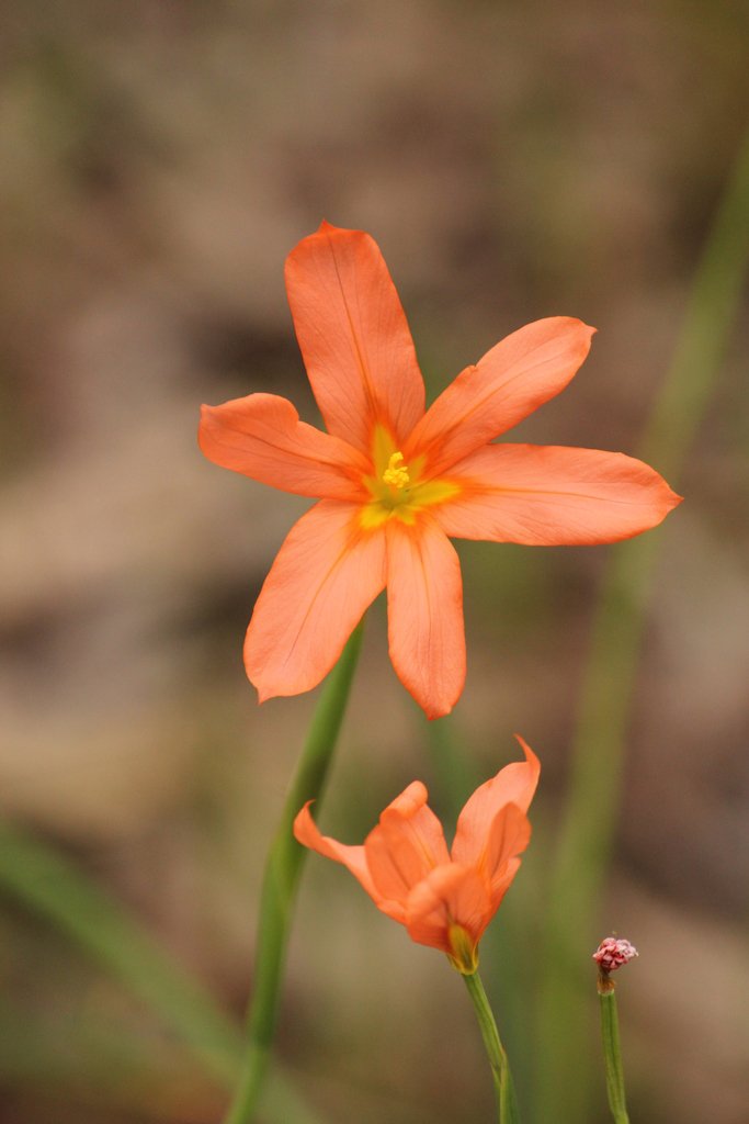 One-leaf Cape Tulip