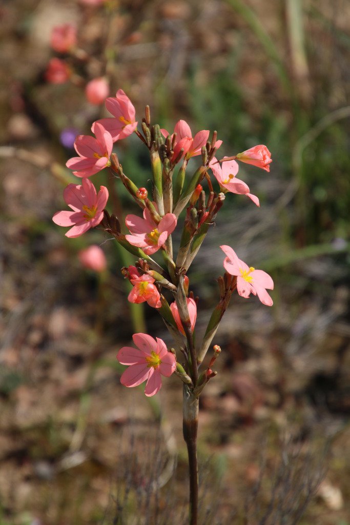 Two-leaved Cape Tulip