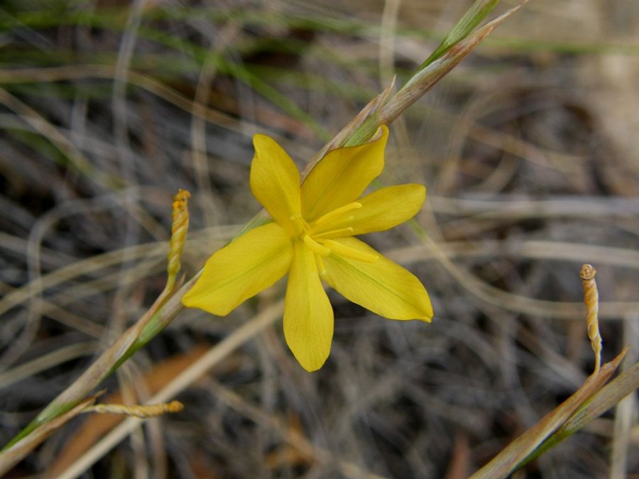 Moraea cf. virgata subsp. virgata