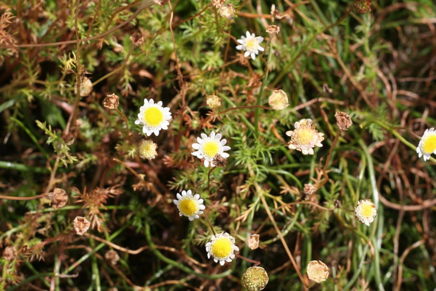 Cotula turbinata