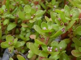 Crassula natans