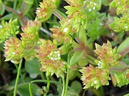 Crassula thunbergiana subsp. thunbergiana