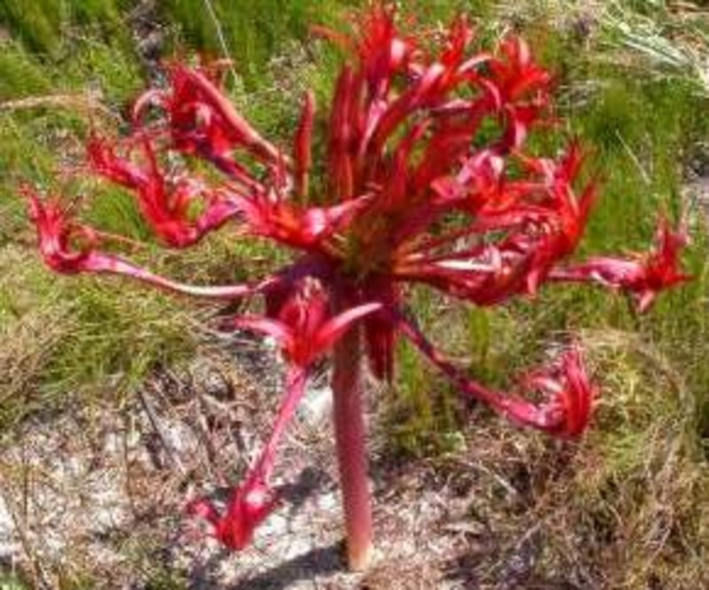 Candelabra flower