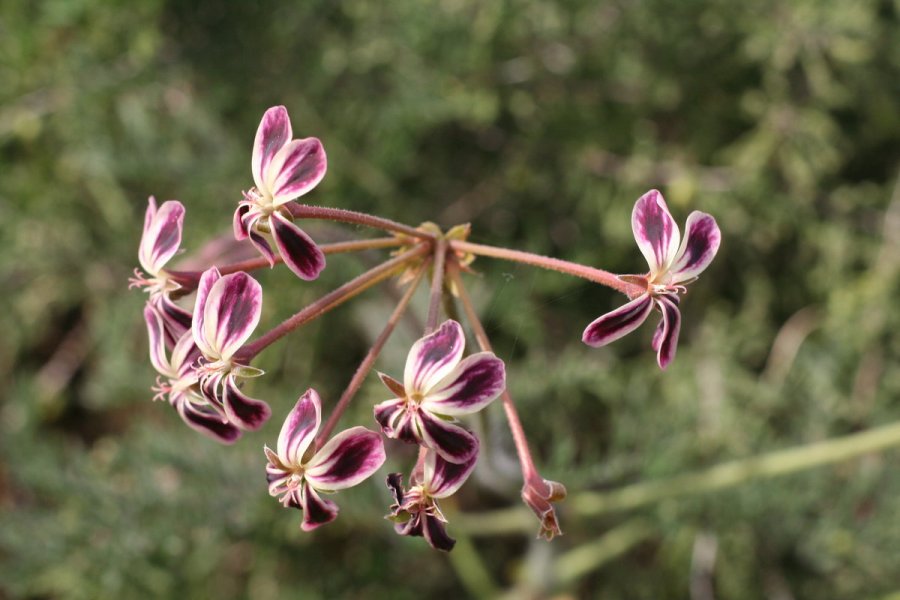 Night-scented pelargonium