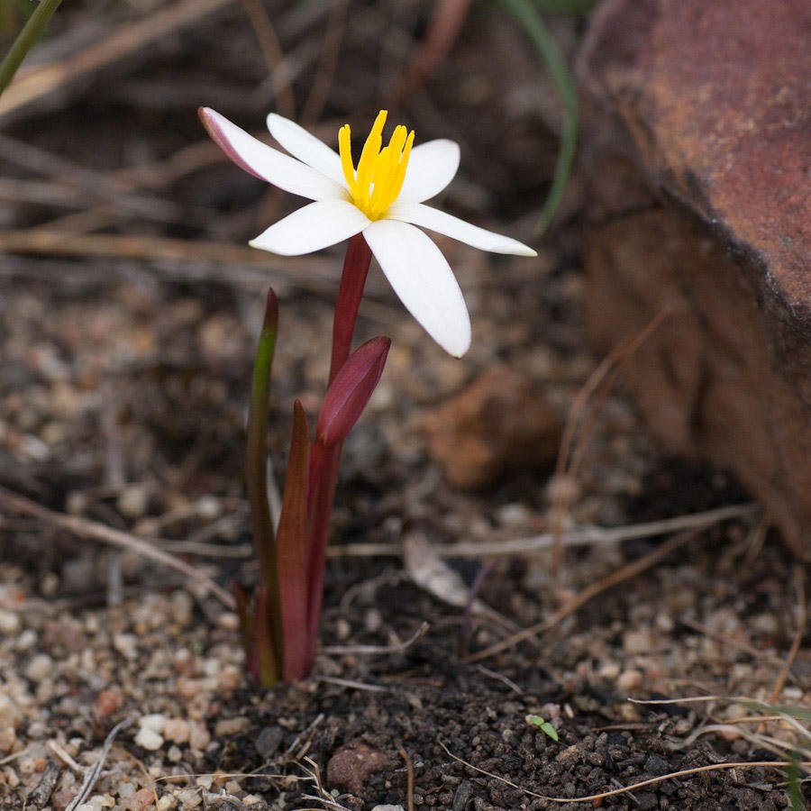 White Capestar