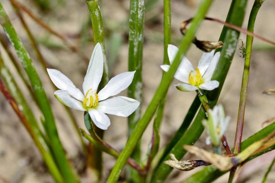 Water Capestar