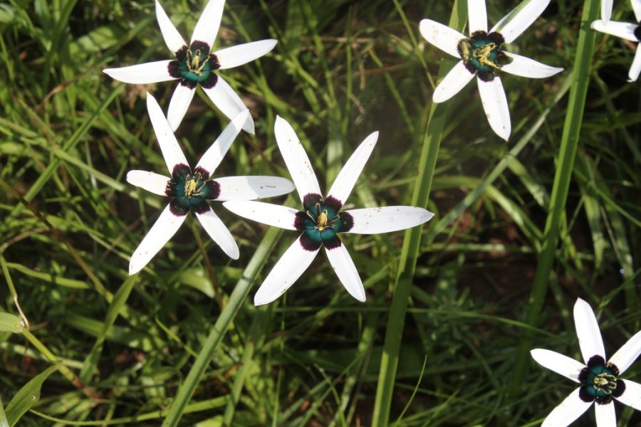 Peacock Flower