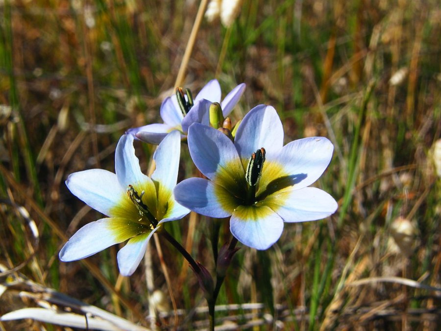 Ixia monadelpha