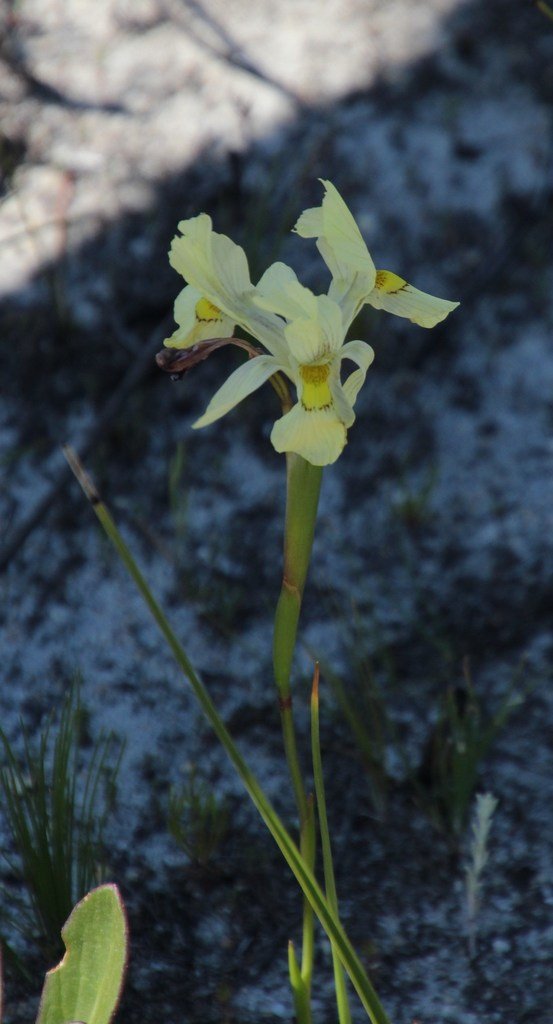 Moraea angusta 