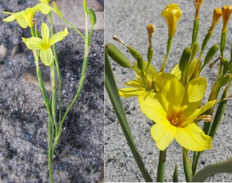 Cape Tulip