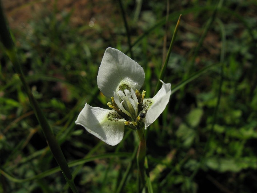 Moraea bellendenii