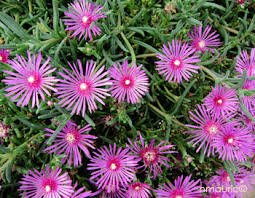 Lampranthus calcaratus