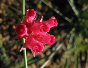 Microloma tenuifolium