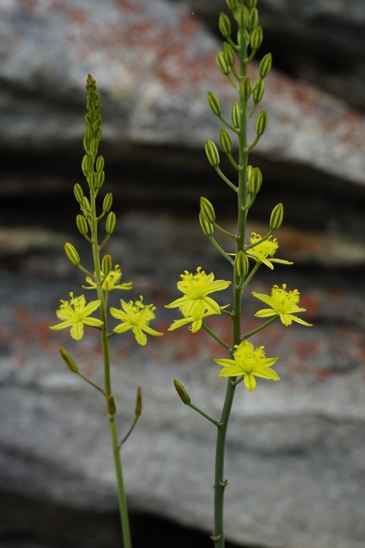 Bulbine favosa