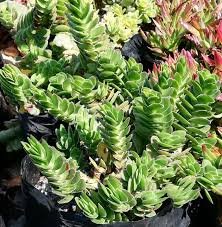 Crassula ciliata