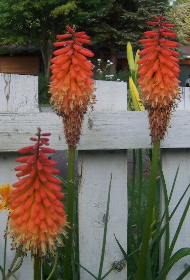 Red Hot Poker