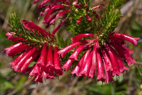 Erica abietina subsp. perfoliosa