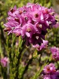 Erica corifolia