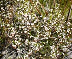 Erica imbricata