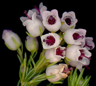 Erica margaritaceae