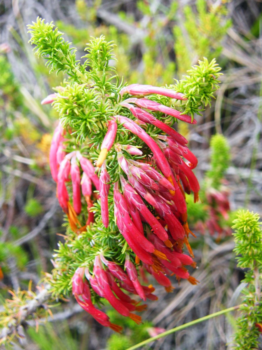 Tassel Heath