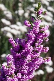 Erica mauritanica