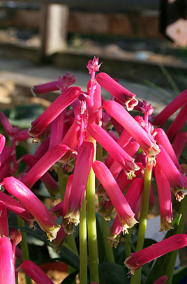 red lachenalia