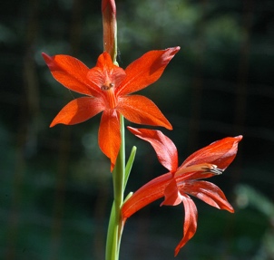 Gladiolus watsonius