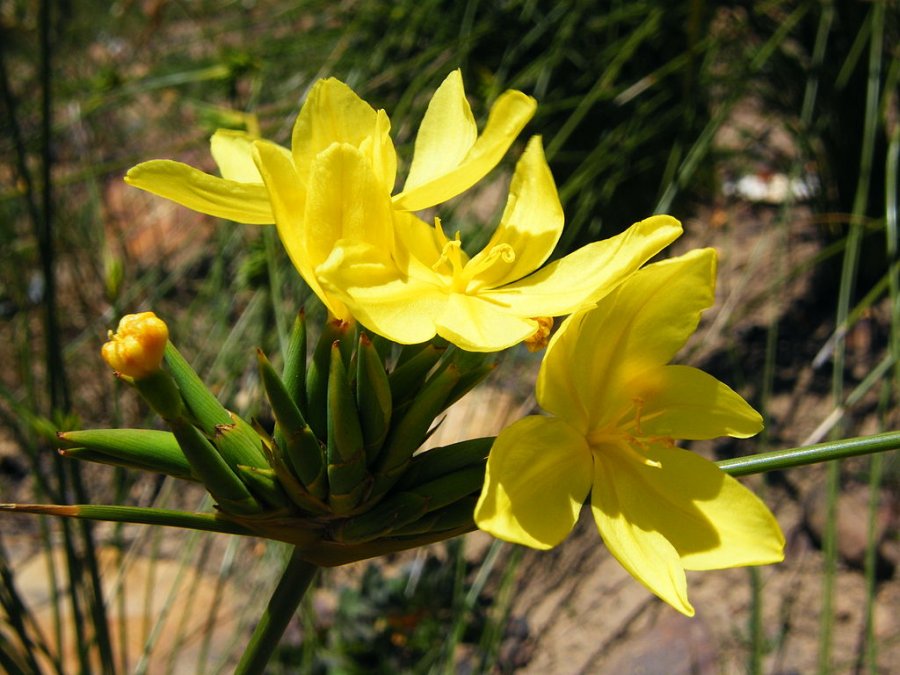 Bobartia indica