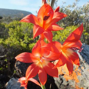 Gladiolus priorii