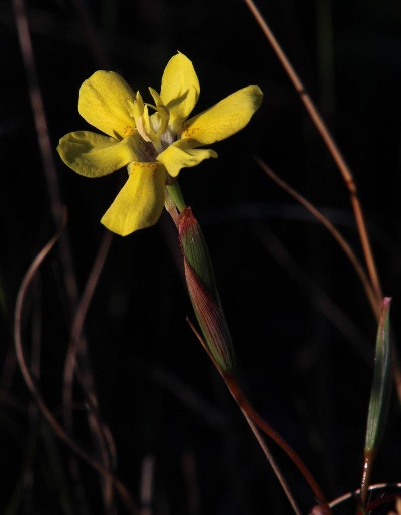 Sticky Sand Tulip