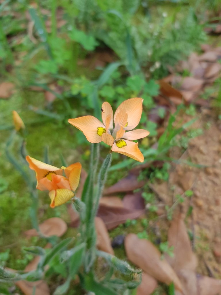 Hairy Iris