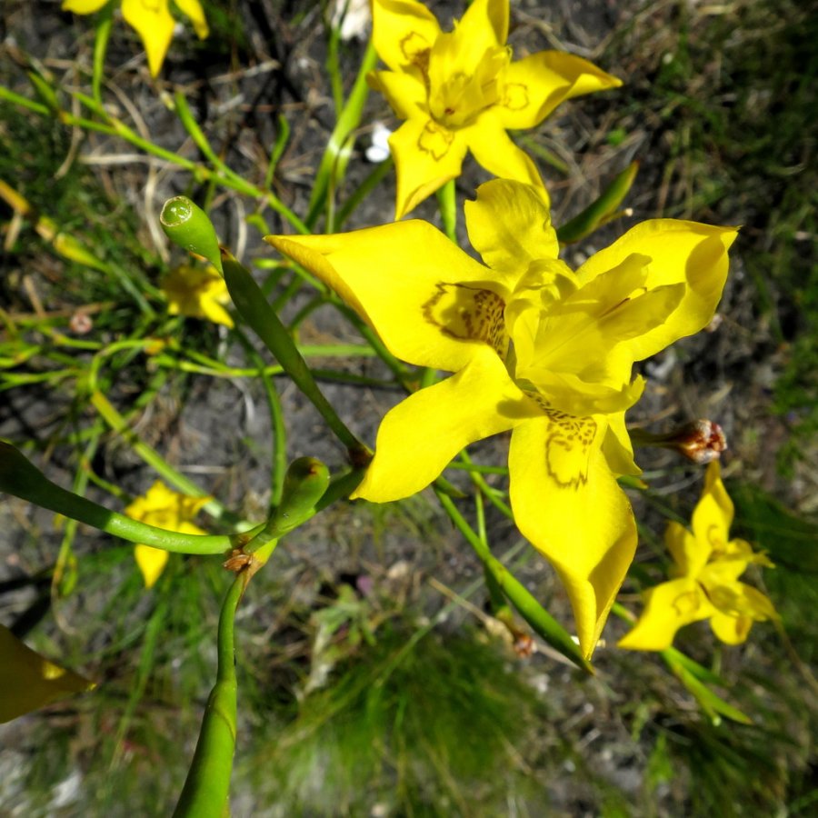 Giant Iris