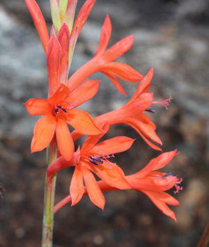 Watsonia angusta