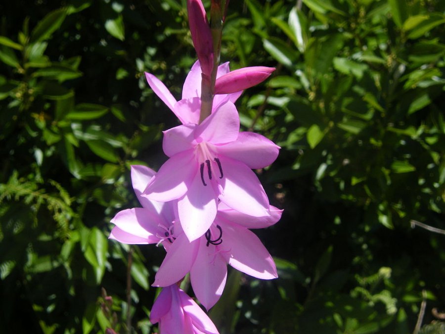 Pink watsonia