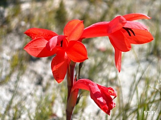 Watsonia spectabilis