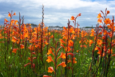 Watsonia zeyheri