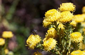 Leucadendron levisanus