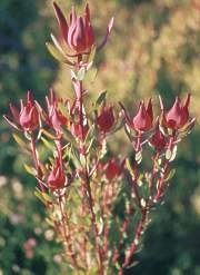 Common Sunshine Conebush