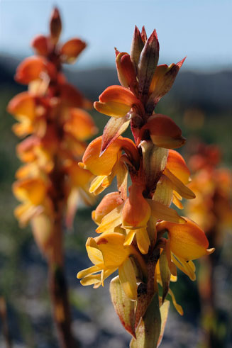 Satyrium coriifolium