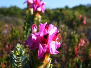 Saltera sarcocolla