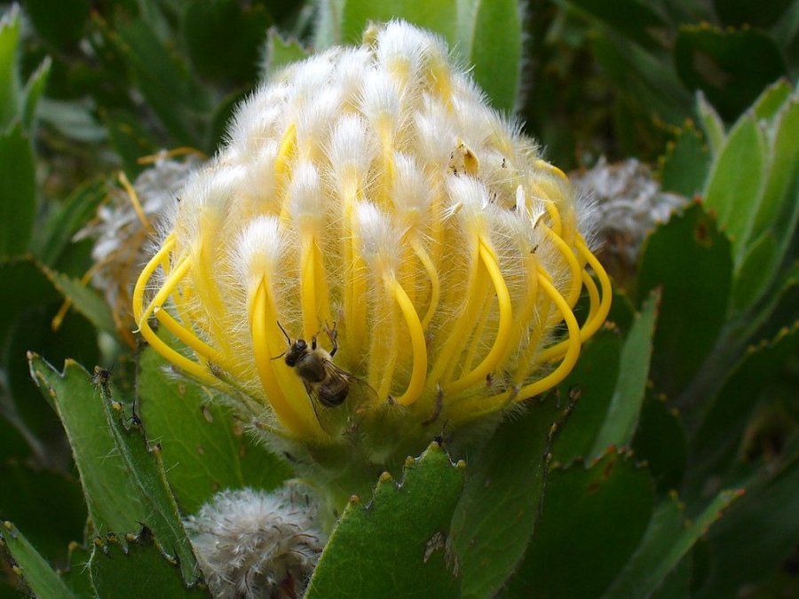 Leucospermum conocarpodendron subsp. viridum