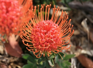 Leucospermum cordifolium