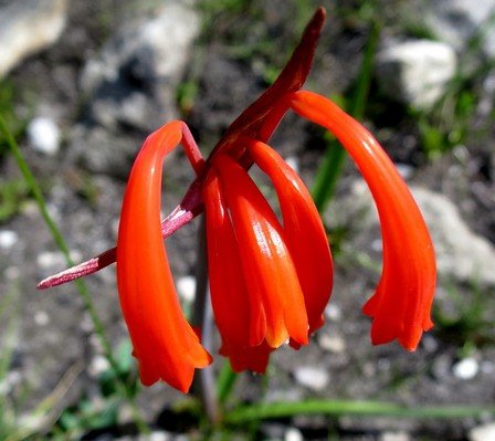 Cyrtanthus angustifolius