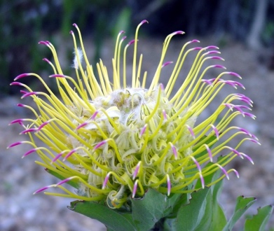 Leucospermum grandiflorum