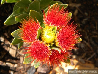 Leucospermum oleifolium